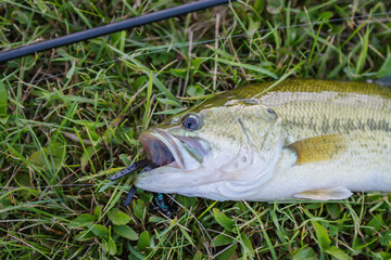 Great catch, summer bass, fresh fish, shore fishing, fish on the grass right by the fishing rod,...