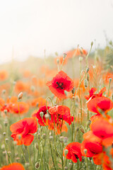 Fototapeta na wymiar Red poppy flowers on the field. Vertical
