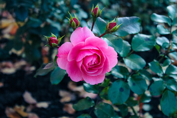 pink rose with green petals growing in the garden