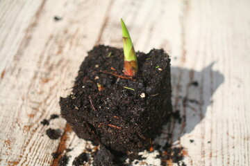 Hosta japonica funkia japońska