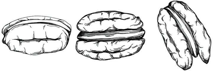 Pecan hand-drawn Vector Illustration isolated on white background. Retro style farm product for restaurant menu, market label, logo, emblem and kitchen design. Decoration for food packaging.