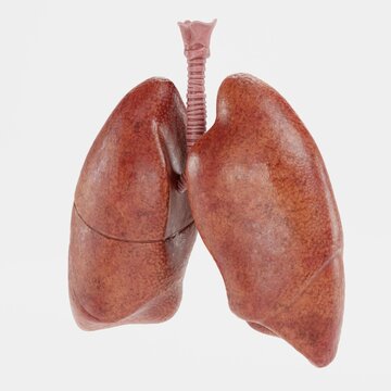 Realistic 3D Render of Respiratory System