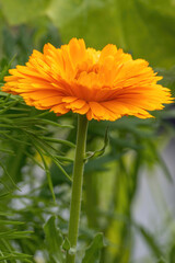 orange flower on a green background