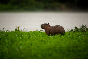 Capybara in the nature habitat of northern pantanal. Biggest rondent, wild america, south american wildlife, beauty of nature.