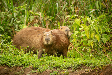 Capybara in the nature habitat of northern pantanal. Biggest rondent, wild america, south american wildlife, beauty of nature.