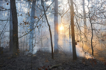 fire. wildfire at sunset, burning pine forest in the smoke