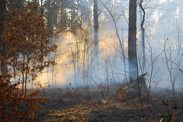 Forest fire burning, Wildfire