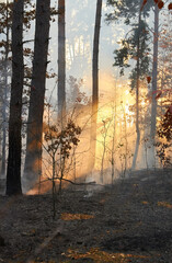 Fototapeta premium Forest fire. a lot of smoke when wildfire