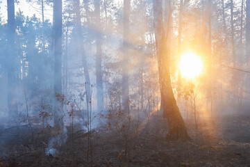fire. wildfire at sunset, burning pine forest in the smoke