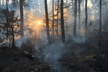 Forest fire. a lot of smoke when wildfire