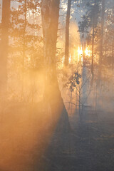 fire. wildfire at sunset, burning pine forest in the smoke