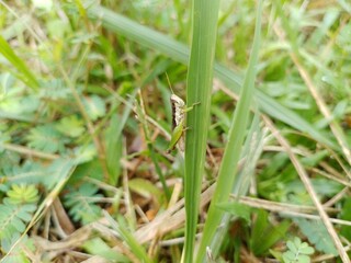 Vertical shallow focus closeup shot of a green grasshopper perched on the petiole on the grass in the spring morning