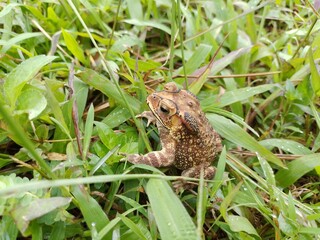 Scene of a close-up view of bufo spinosus toad sitting on the green grass. Slippery cold frog in nature warts on the skin
