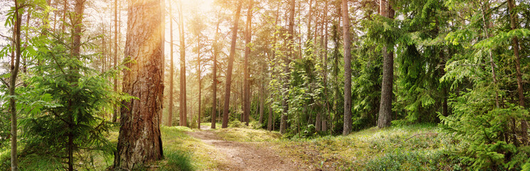 Panoramic view of the wild trail in the simmer forest. - obrazy, fototapety, plakaty
