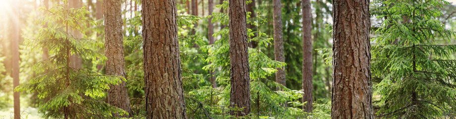 Panoramic view of the coniferous forest in spring in the sunny morning.