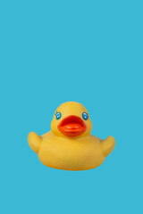 Yellow rubber duck for swimming on a blue background.