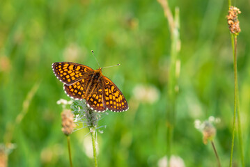 Brown butterfly landed on a flower