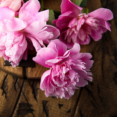 Pink peonies in bloom