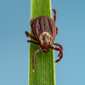 Encephalitis Tick Insect Crawling on Grass. Lyme Borreliosis Disease, Encephalitis, DTV or Powassan Virus Infectious Dermacentor Tick Arachnid Parasite Macro.
