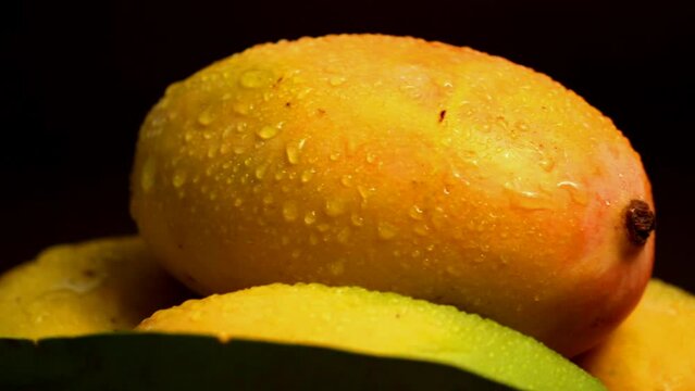 Side view of fresh ripe mango fruit isolated on black background with water drops,close up view of mango fruits with black ,