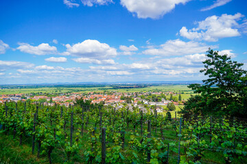 Fototapeta na wymiar Panoramic view of Wachenhein on the Wine Route. Landscape with vineyards in summer in Rhineland-Palatinate. 