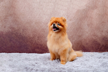 A cute red-haired pomeranian sits on a gray rug and looks attentively