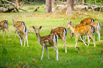 Fallow deer in the forest. Animal in natural environment. Dama dama.
