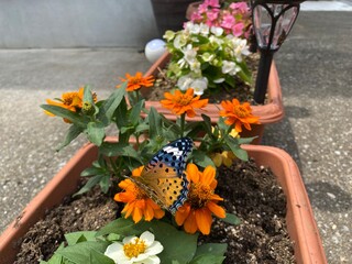 Colorful butterfly stop at the summer blossom, beautiful wildlife scene year 2022 June 17th street...