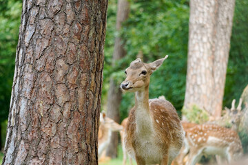 Fallow deer in the forest. Animal in natural environment. Dama dama.
