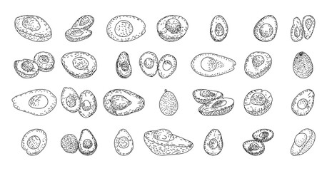 Avocado hand drawn vector illustrations. Farm market product. Vegetable engraved style objects. Healthy eating. Organic food illustration. Isolated Avocado set. 