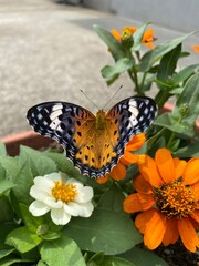 Colorful butterfly stop at the summer blossom, beautiful wildlife scene year 2022 June 17th street of Tokyo Yanaka 