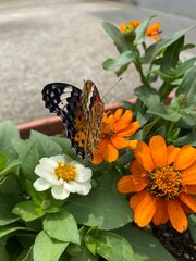 Colorful butterfly stop at the summer blossom, beautiful wildlife scene year 2022 June 17th street of Tokyo Yanaka 
