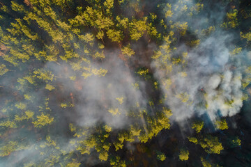 Burning forest with fire and smoke. aerial top view from drone