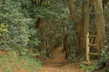 山中へ通じる道