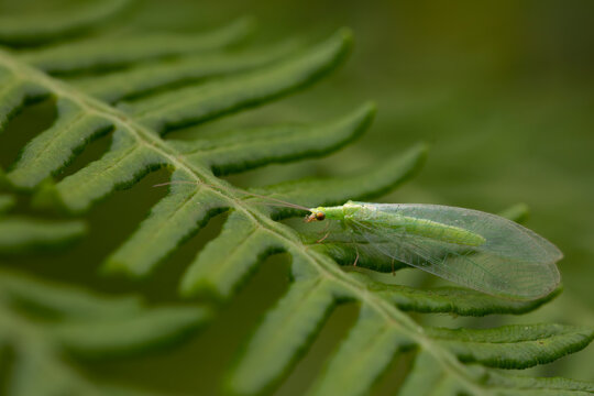 fern leaves on green background with a green mosquito on top. Space for copy. macrophotography. specimen of chrysopa occupata.