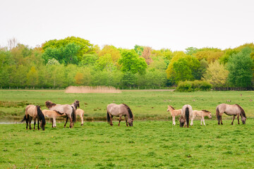 Naklejka na ściany i meble Herd of horses in wildlife over green field and trees. Wild horses graze in Nature park in Netherlands