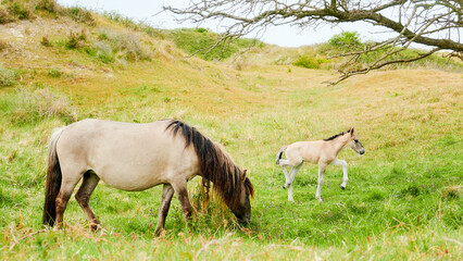 Naklejka na ściany i meble Wild horse with little foal grazing in the wild in Nature park in Netherlands