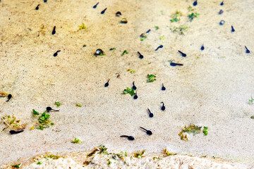 Frog tadpoles in natural habitat Tadpoles underwater