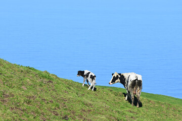 Newborn Calf and Cow on the Coast of the Azores