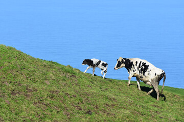 Precious Cow Family with White and Black Spots