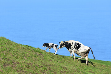 Spotted White and Black Calf and Cow