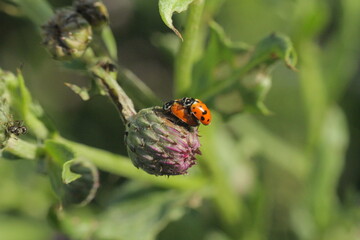 ladybird on a leaf