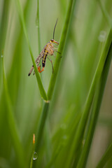 scorpion fly perched on grass, greenish background with space for copy. male specimen of panorpa communis