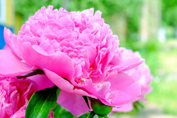 Pink peony. Blossom. Close-up