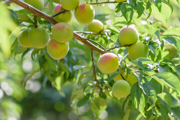 Japanese apricot fruit, Young fruits of Ume, on the tree