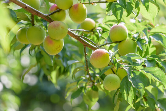 Japanese apricot fruit, Young fruits of Ume, on the tree