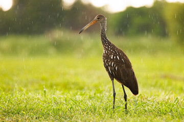 A limpkin (Aramus guarauna) in the rain in Sarasota, Florida