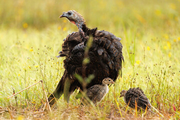 A wild turkey (Meleagris gallopavo) with chicks in Myakka River State Park, Southwest Florida © Hayley Rutger