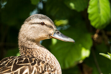 Portrail of a female mallard. Lateral close-up