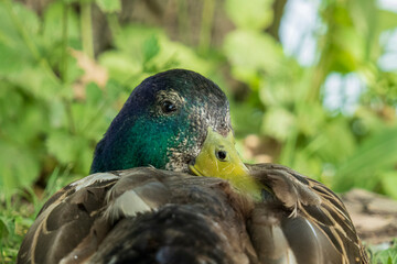 Portrait of a resting mallard drake. Close-up from behind, looking into camera